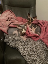 two hairless cats cuddling on a chair