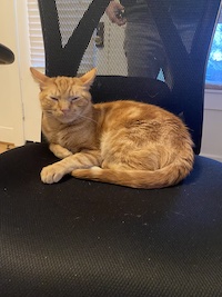 orange cat on chair
