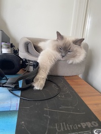 fluffy cat sleeping with paw out