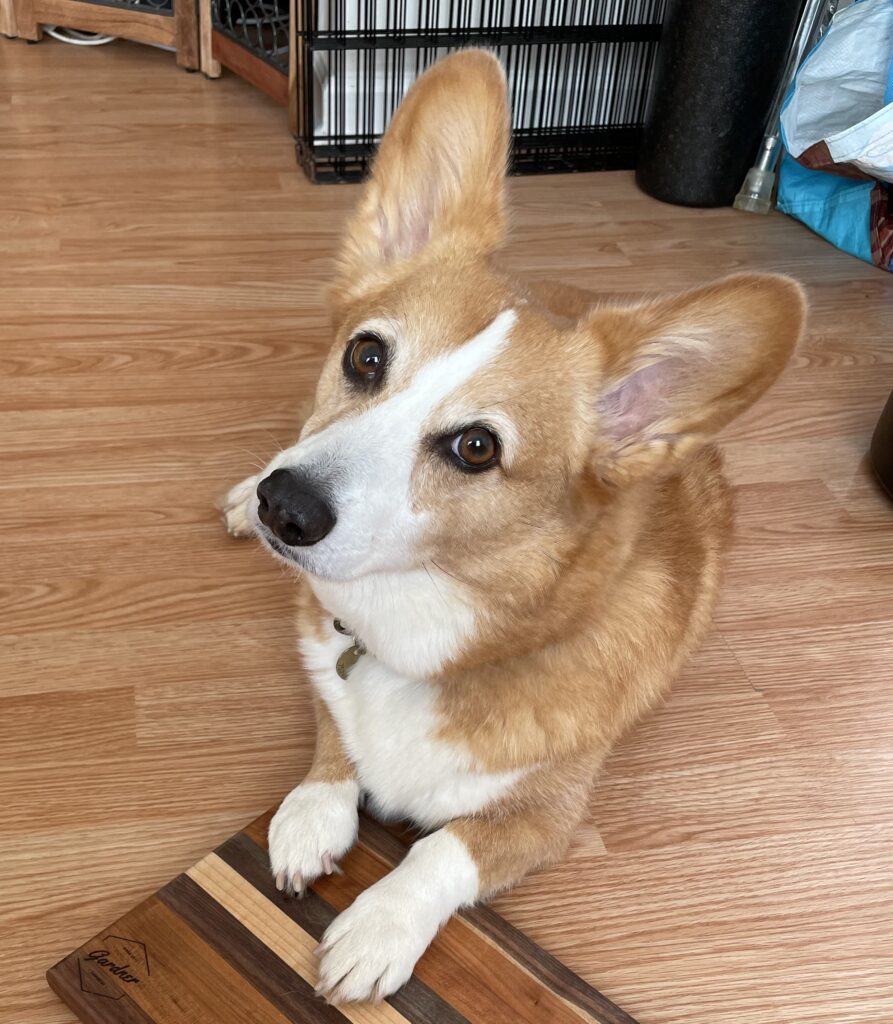 a photo of Dylan, a red and white Pembroke Welsh Corgi, sitting on a wooden floor. He's posing for the camera because he is a huge ham.