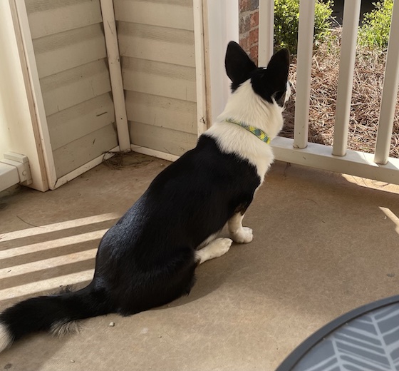 a photo of Gwen,a black and white Cardigan Welsh Corgi, sitting on the porch looking out through the—apparently very wide—porch railings