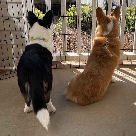 A photo of Gwen, a black and white Cardigan Welsh Corgi, and Dylan, a red and white Pembroke Welsh Corgi, sitting in front of the porch railing, now with an added metal metal in front of it