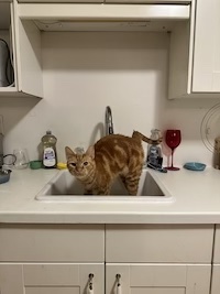 orange cat being bad in a sink