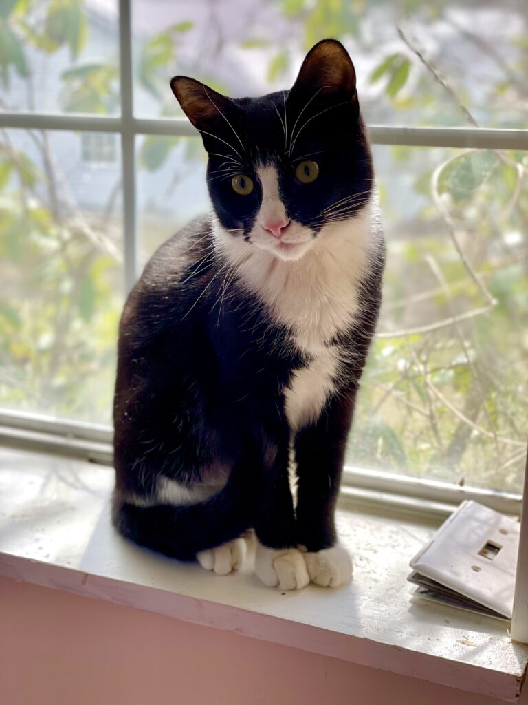 a photo of Mo, short for Mozart, my parents' new kitten. He is black with a white nose, chest and paws. He's sitting in a window looking so handsome in the natural light.