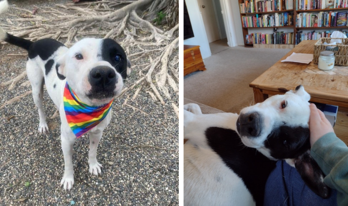 two photos of a small black-and-white pitbull mix, one outside wearing a rainbow bandana and one on my couch, cuddling up and looking at the camera