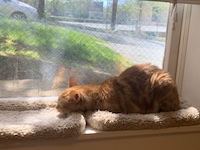 orange cat resting across two beds in window