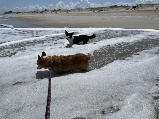 a photo of Dylan, a red and white Pembroke Welsh Corgi, and Gwen, a black and white Cardigan Welsh Corgi, standing in shallow water on the beach. Gwen is lookin at the camera with an expression of, "Why do I have to swim? Can't I just go back and dig in the sand?"
