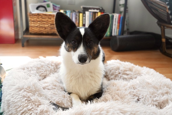 a photo of Gwen, a black and white Cardigan Welsh Corgi, sitting on a fluffy white bed