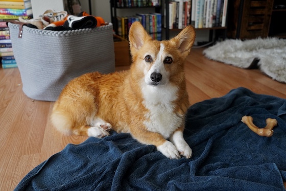 a photo of Dylan, a red and white Pembroke Welsh Corgi, sitting on a navy towel. 