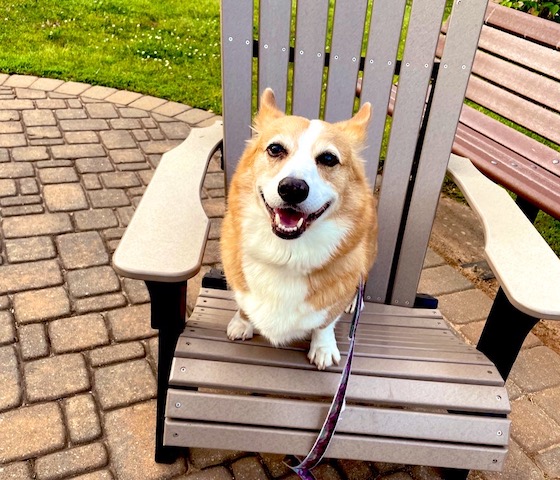 a photo of Dylan, a red and white Pembroke Welsh Corgi, sitting on a deck chair and smiling at the camera