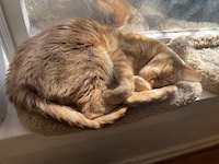 sleeping orange cat in the window