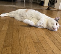 Calico kitty rolling around on the floor