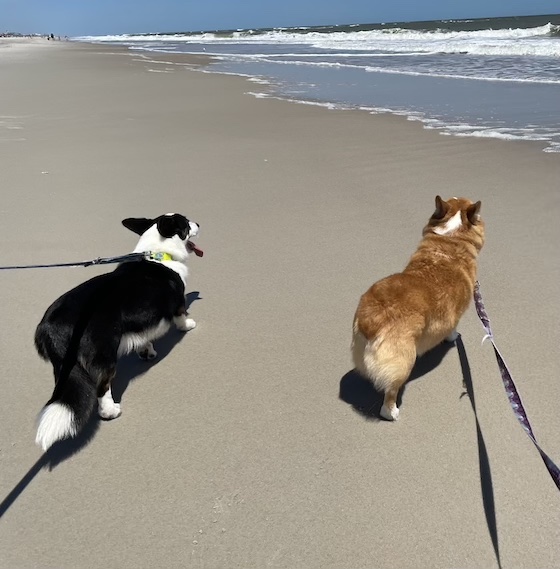 a photo of Dylan, a red and white Pembroke welsh corgi, and Gwen, a black and white and Brindle cardigan welsh corgi, standing on the beach