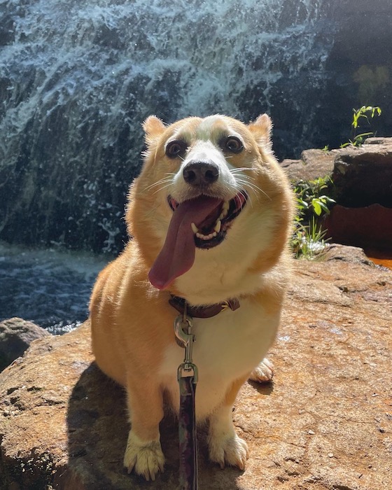 Dylan, a red and white pembroke welsh corgi, sitting on a rock in front of a waterfall. He’s smiling at the camera with his tongue out.
