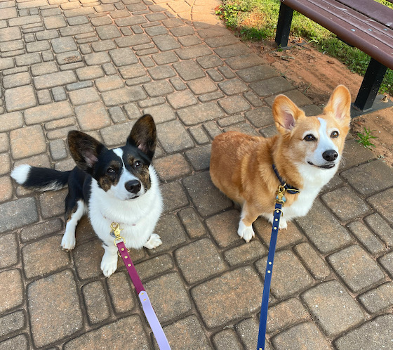 a photo of Dylan, a red and white Pembroke Welsh Corgi, wearing a midnight blue collar and leash with brass fasteners and detailing. To his left sits Gwen, a black and white Cardigan Welsh Corgi, wearing a Pinot colored collar and leash with a lilac traffic handle. Her leash and collar also features brass fasteners and detailing. They look like the most stylish Corgi that you’ve ever seen.