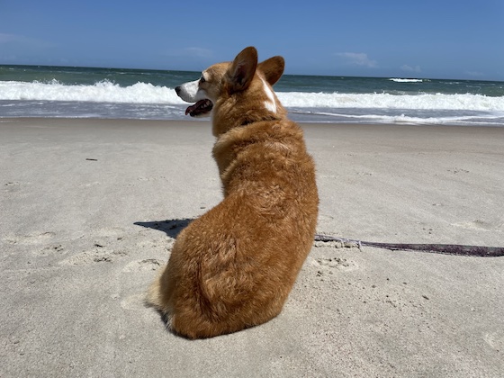 a photo of Dylan, a red and white Pembroke Welsh Corgi, sitting on the beach with his back to the camera. He's looking out at the ocean.