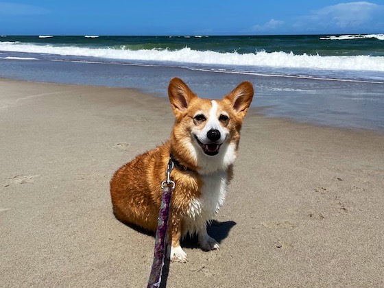 a photo of Dylan, a red and white Pembroke Welsh Corgi, sitting on the beach. The ocean waves crash behind him. He's smiling at the camera.