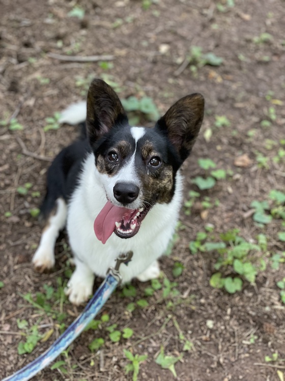 a photo of Gwen, a black and white Cardigan Welsh Corgi, sitting and smiling at the camera. 