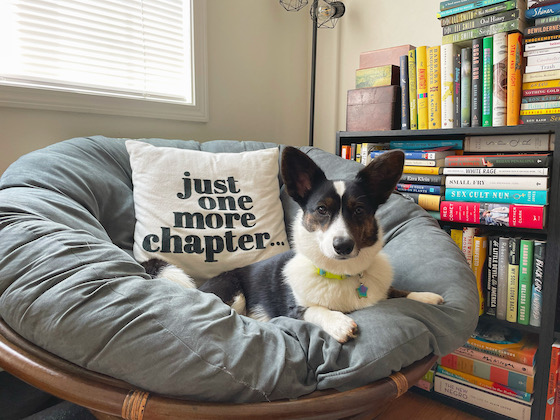 a photo of Gwen, of black and white Cardigan Welsh Corgi, sitting in a gray round chair. Books line the wall to her right. A pillow behind her says, "just one more chapter..."