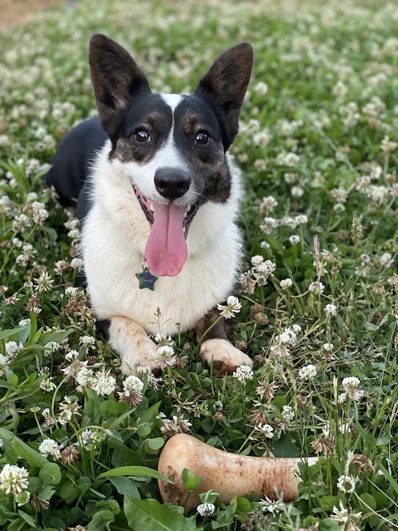 a photo of Gwen, a black and white Cardigan Welsh Corgi, sitting in a field of clover. She has one of her favorite toys in front of her.