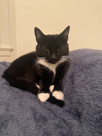 tuxedo cat on bed