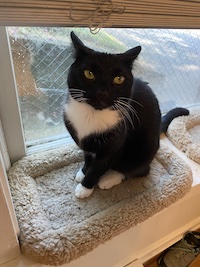 tuxedo cat sitting in a window