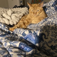 grumpy orange cat