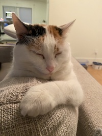 calico cat with closed eyes on a couch