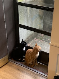 two cats looking outside