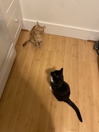 two cats on a wood floor waiting for their morning treats
