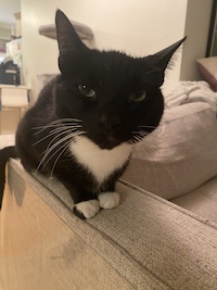 close up of tuxedo cat