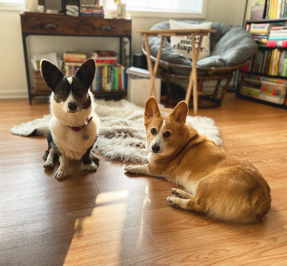 a photo of Dylan, a red and white Pembroke Welsh Corgi, and Gwen, a black and white Cardigan Welsh Corgi, sitting on the floor of the Sunroom