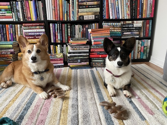 A photo of Dylan, a red and white pembroke welsh corgi, and Gwen, a black and white Cardigan Welsh Corgi, sitting on a multicolored striped rug. Stacks of books are holding down the edges of the rug.