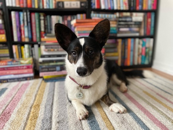 a photo of Gwen, a black and white Cardigan Welsh Corgi, sitting on a multicolored striped rug. She looks quite happy sitting in front of her bookshelves