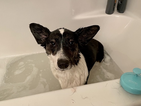 a photo of Gwen, a black and white Cardigan Welsh Corgi, soaking wet in the bath tub. She is looking at the camera as if saying, "Et tu Bute?!"