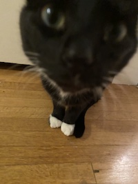 a closeup of black and white cat's little feet and face