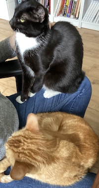 tuxedo and orange cat on lap