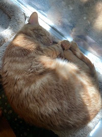 orange tabby resting in the shade