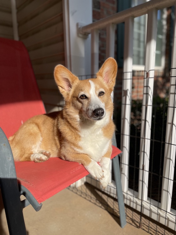 Dylan, the red and white Pembroke Welsh Corgi, sitting on an orange chair.