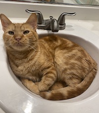 an orange cat with marbling in a bathroom sink