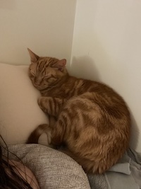 sleeping orange tabby cat