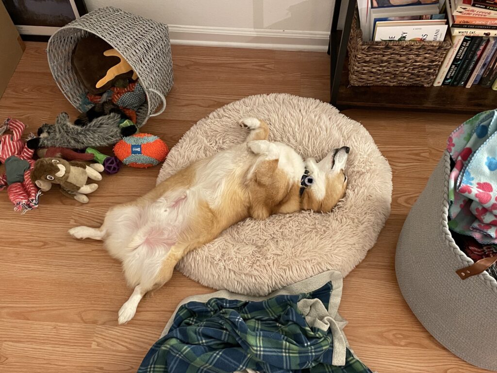 a photo of Dylan, a red and white Pembroke Welsh Corgi, sleeping on his back on his fluffy white bed. A tipped over basket of toys is off to the side.