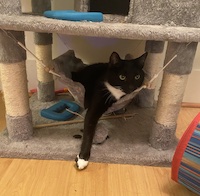 tuxedo cat in hammock