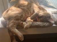 cat sleeping in window