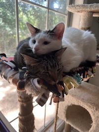 a white cat and a brown cat laying on top of one another