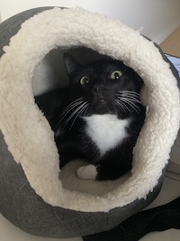 shocked tuxedo cat in a cat house