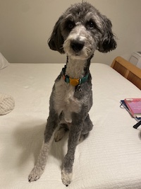 Monty, a gray and white dog with a bit of a concerned look in his eye