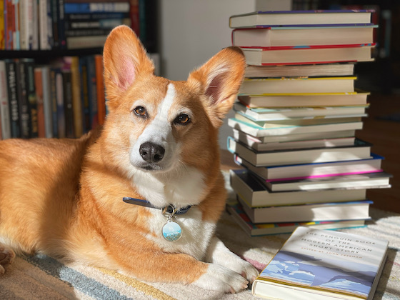 a photo of Dylan, a red and white Pembroke Welsh Corgi, sitting in the sun next to a book stack.