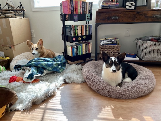 a photo of Dylan, a red and white Pembroke Welsh Corgi, and Gwen, a black and white Cardigan Welsh Corgi, sitting in furry beds. Their fur is poofy, and they are judging me with displeased looks on their faces.