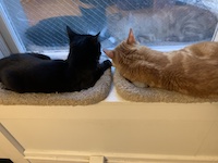 black cat and orange cat sitting in window